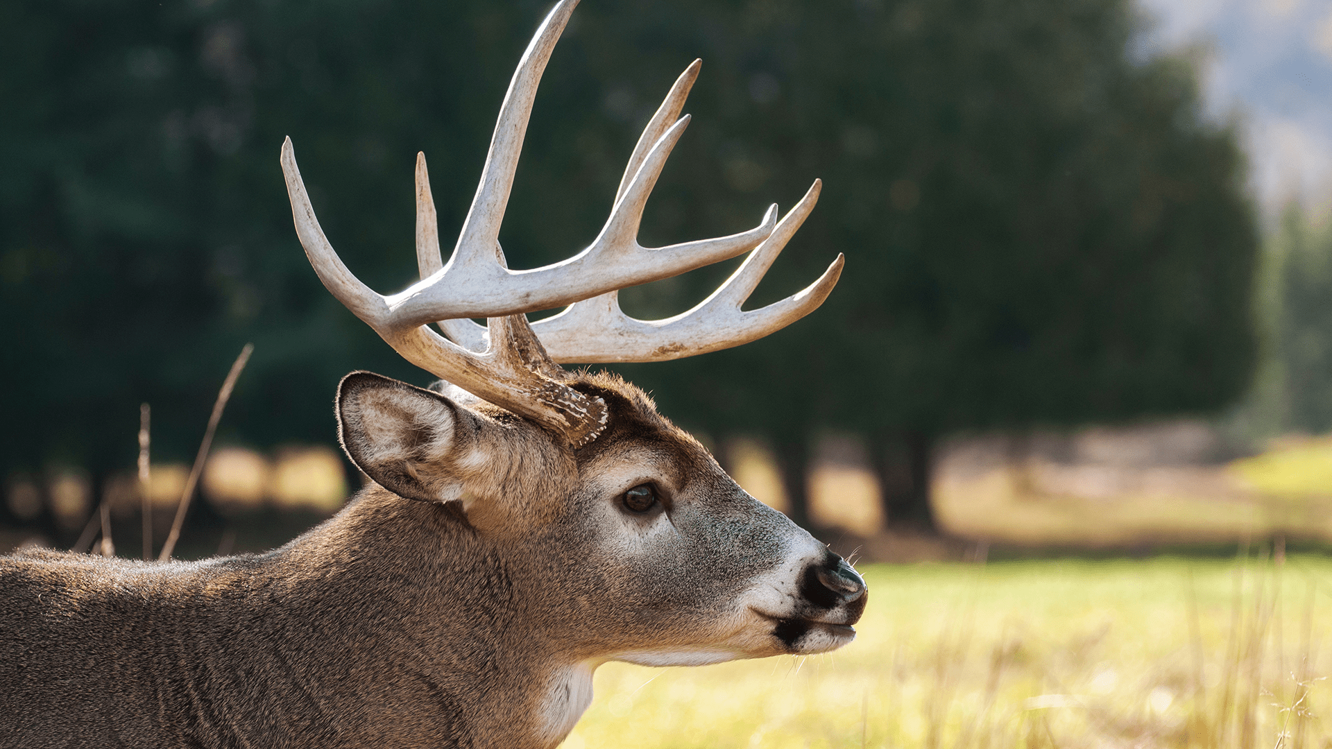 Tips and Tricks for West Texas Deer Hunts